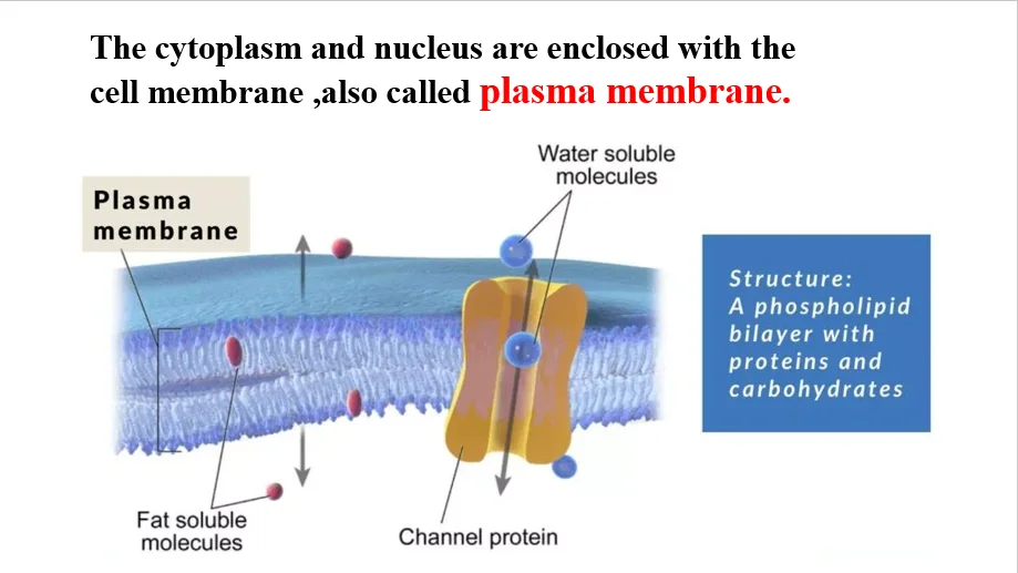 Cell : Structure & Function » englishforlearner