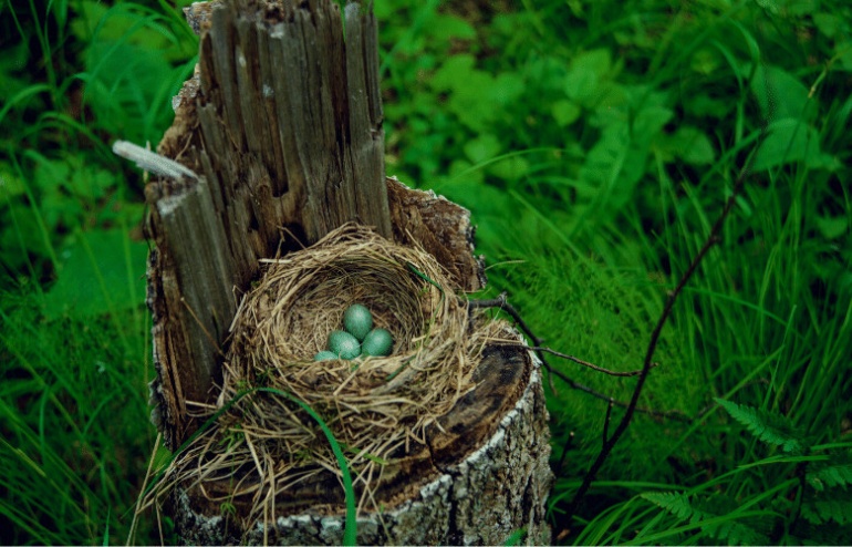 How To Encourage Robins Nesting | Home & Roost