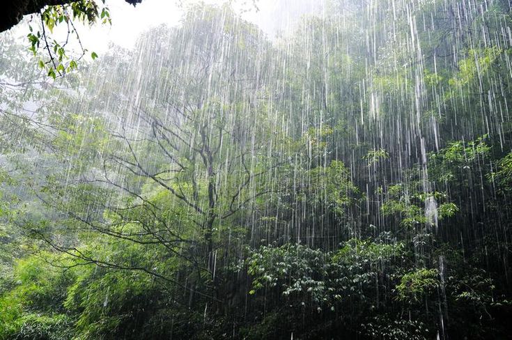 Photo about A heavily rain is running in the forest. Image of humidity,  nature, rain - 26048096 | Running in the rain, Leaf images, Rainforest trees