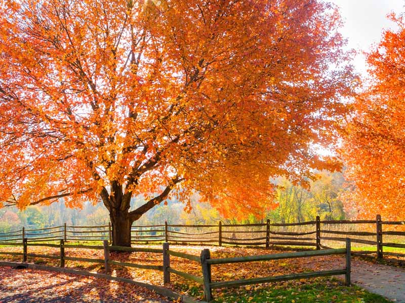 Your Fall Tree Planting Guide | Gardener's Path
