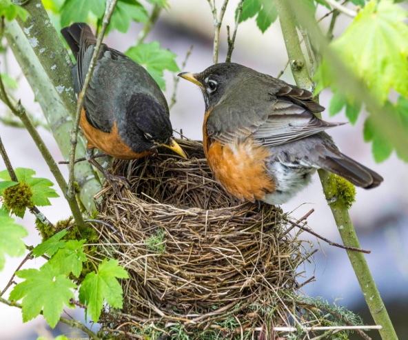 You've Likely Hosted More Nesting Robins Than You Think | Audubon